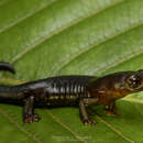 Image of Bolitoglossa tatamae Acosta-Galvis & Hoyos 2006