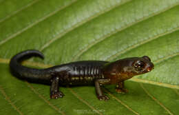 Image of Bolitoglossa tatamae Acosta-Galvis & Hoyos 2006