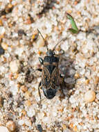 Image of Trapezonotus (Gnopherus) anorus (Flor & G. 1860)