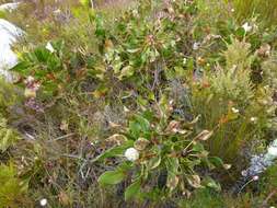 Imagem de Protea cynaroides (L.) L.