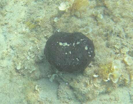 Image of black leather sponge