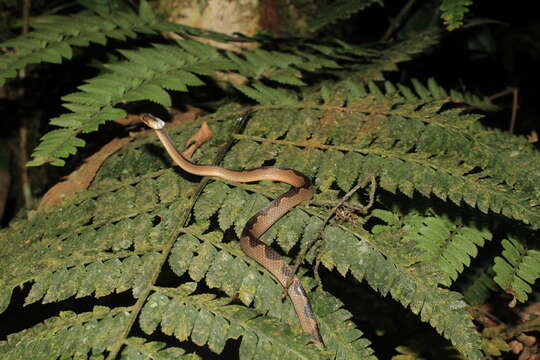 صورة Leptodeira annulata (Linnaeus 1758)