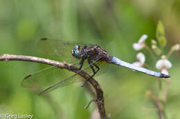 Image of Orthetrum azureum (Rambur 1842)