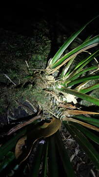 Image of Dwarf Sedge