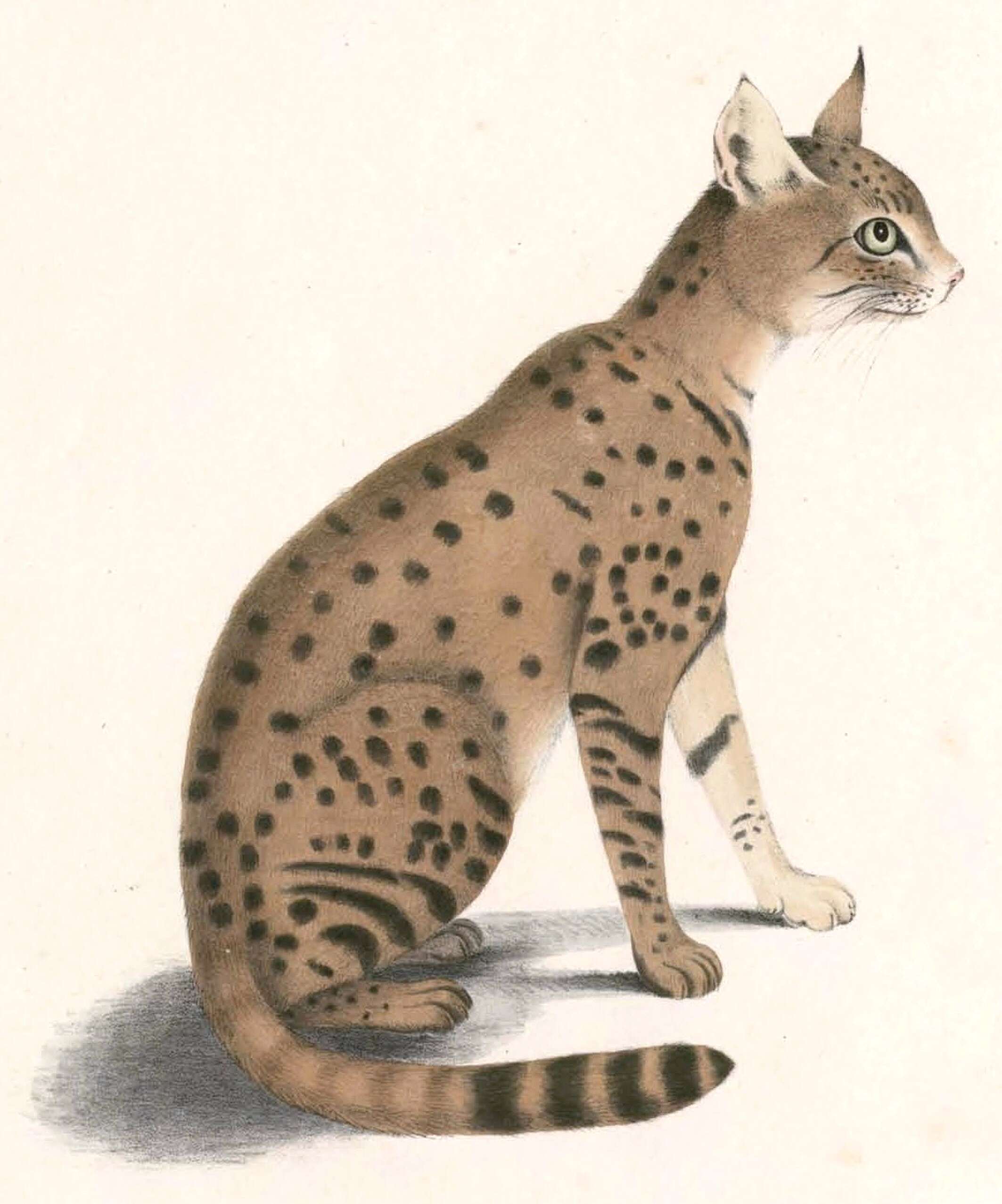 Image of Asiatic wildcat