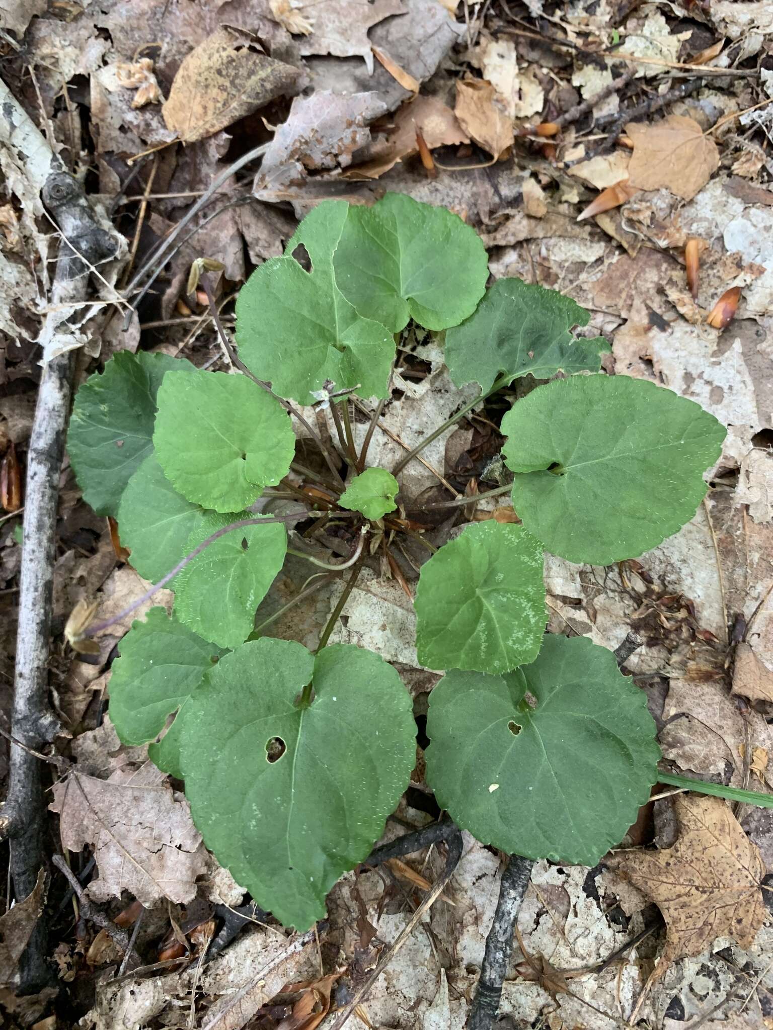 Image of Selkirk's violet