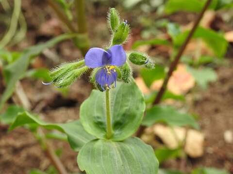 Image of Tinantia erecta (Jacq.) Fenzl