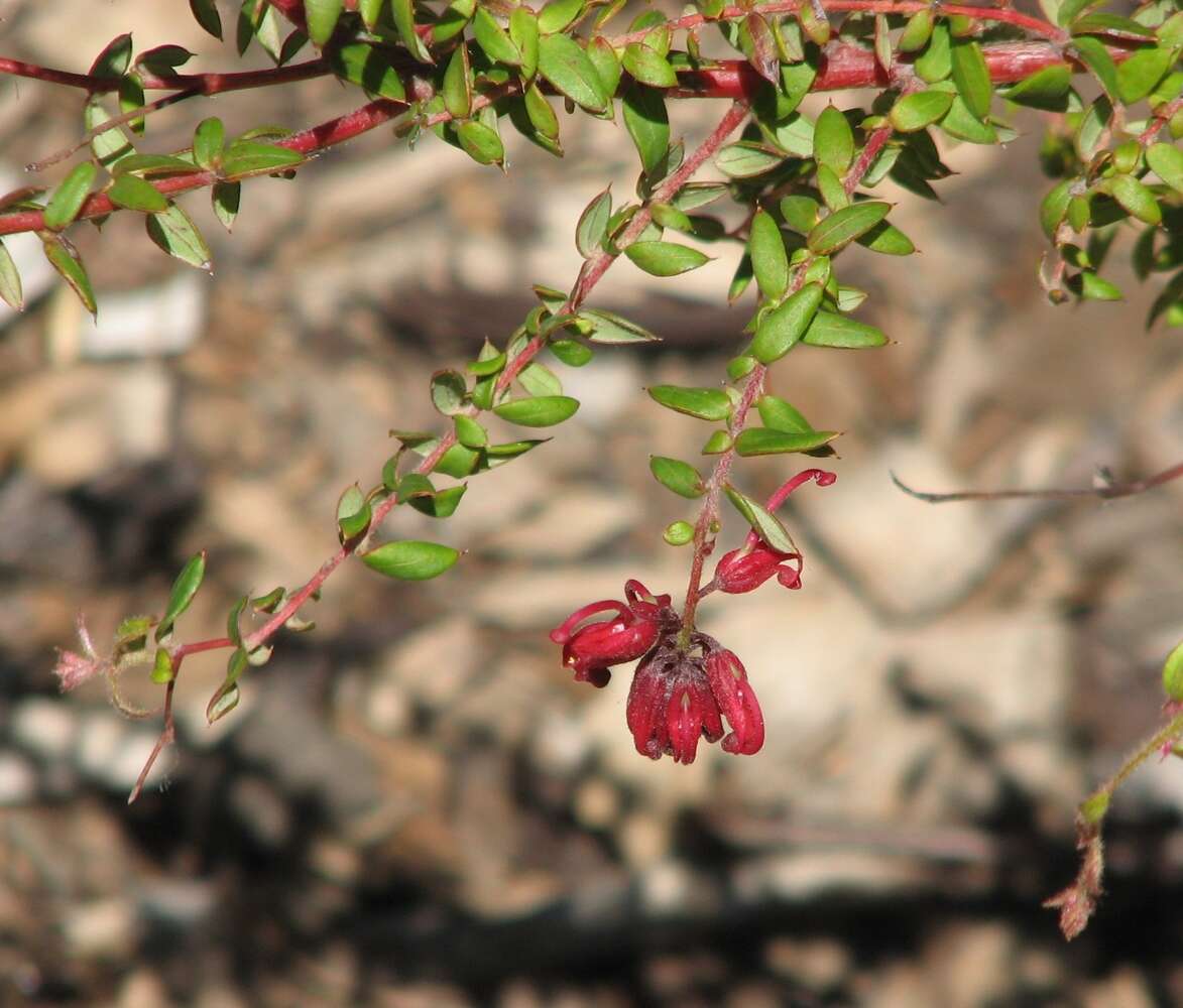 Image of Silky-oak