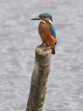 Image of European Common Kingfisher