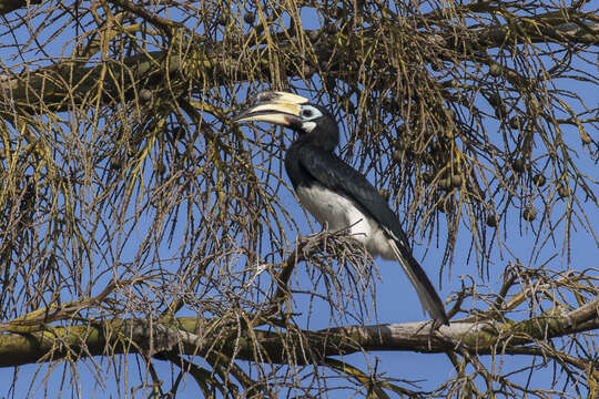 Image of Oriental Pied Hornbill