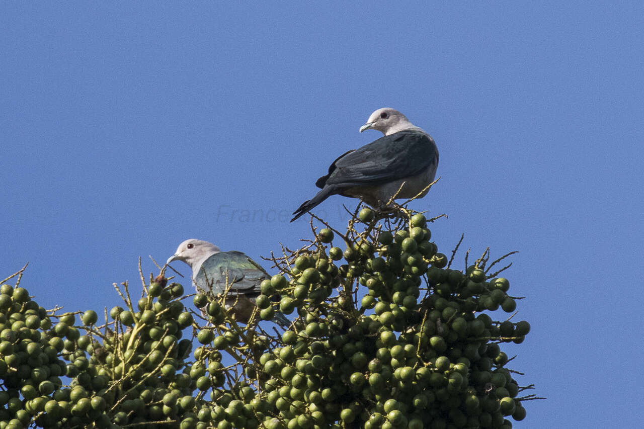 Imagem de pombo imperial verde