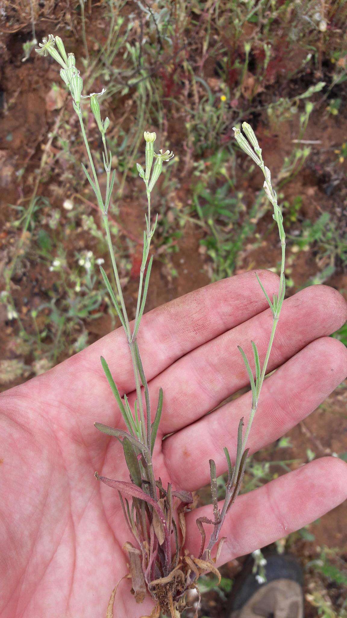 Слика од <i>Silene aethiopica</i>