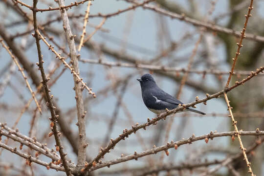 Image de Bruant bleu