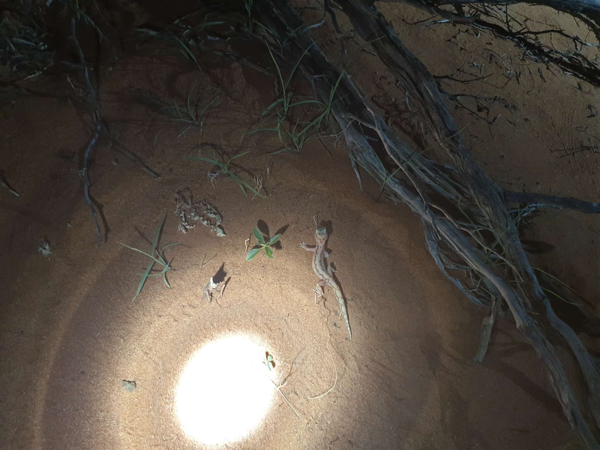 Image of Beaded Gecko