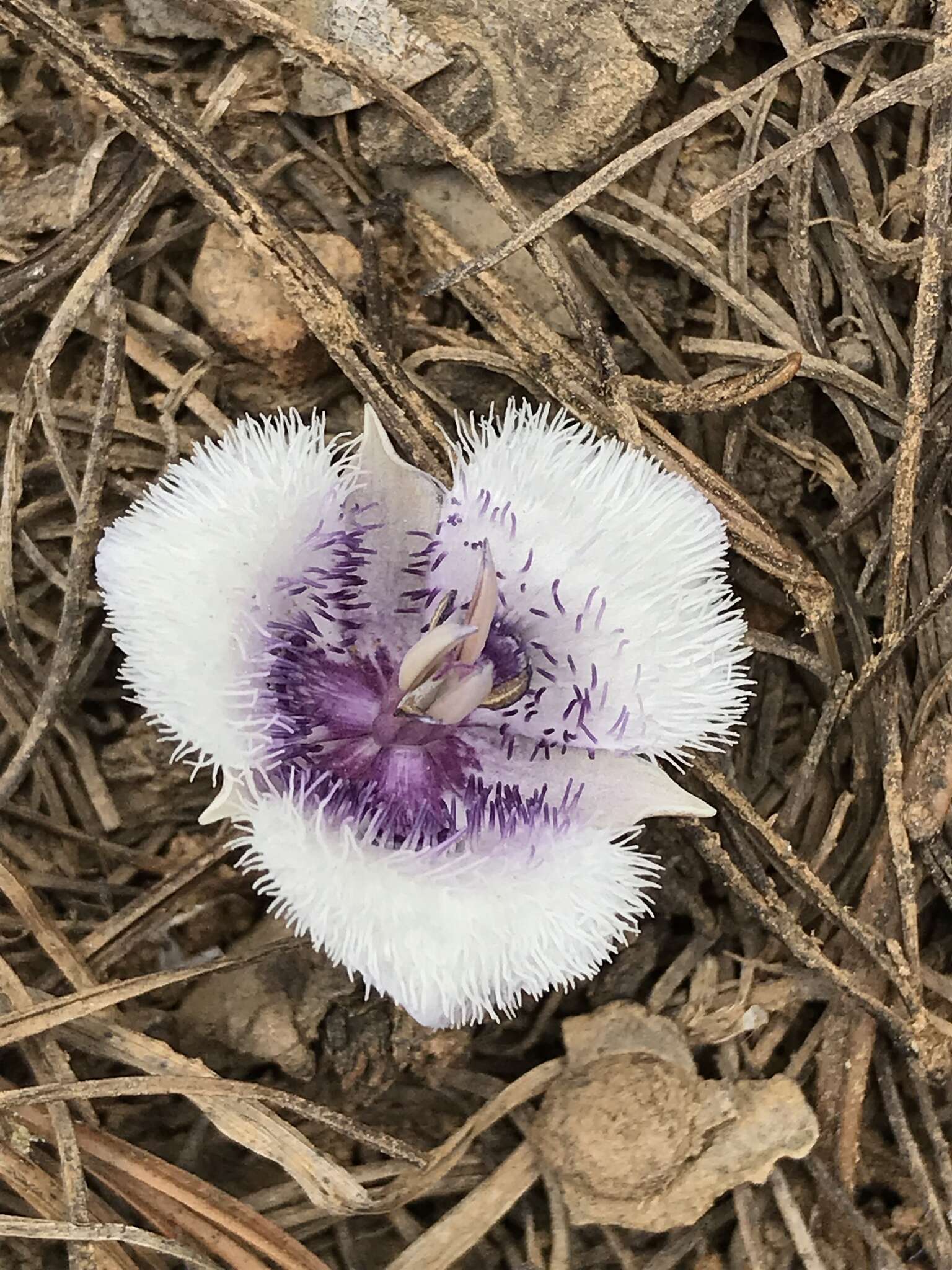 Imagem de Calochortus coeruleus (Kellogg) S. Watson