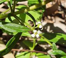 Image of Zieria pilosa Rudge