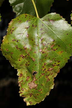 Cercospora moricola Cooke 1884 resmi