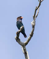 Image of Dollarbird