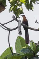 Image of Chestnut-breasted Malkoha