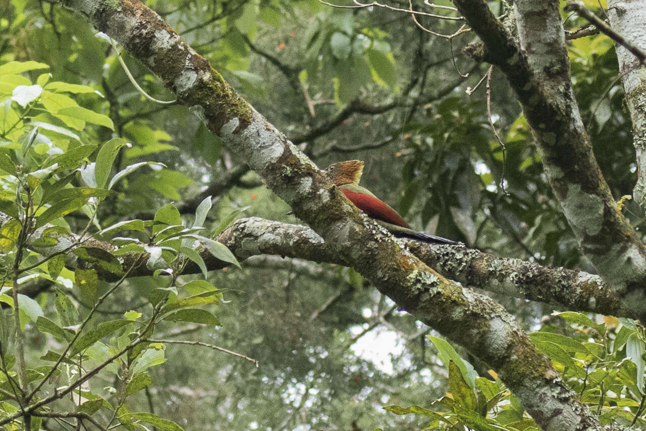 Image of Picus mentalis