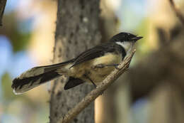 Image of Malaysian Pied Fantail