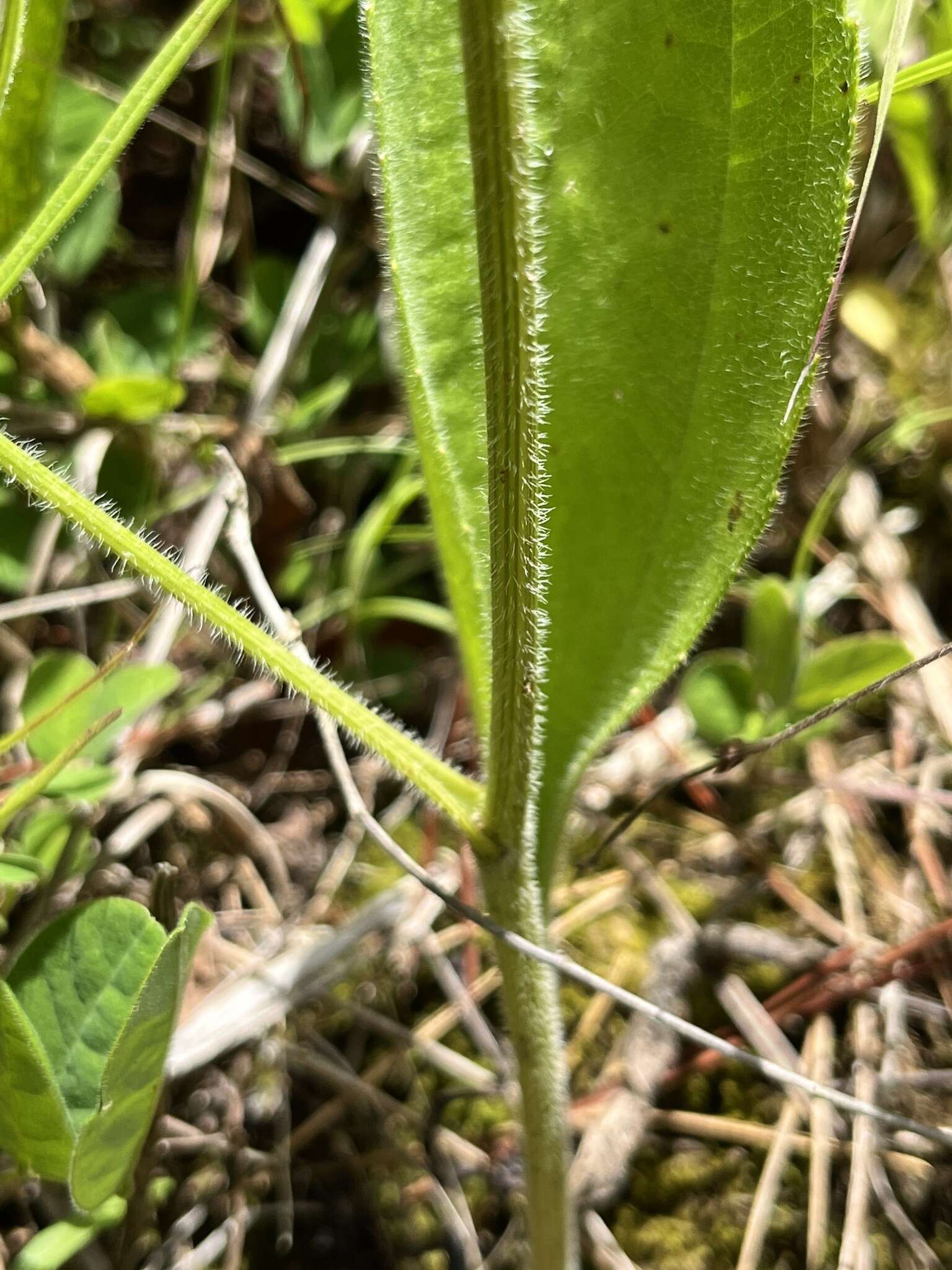 Image of <i>Rudbeckia <i>grandiflora</i></i> var. grandiflora