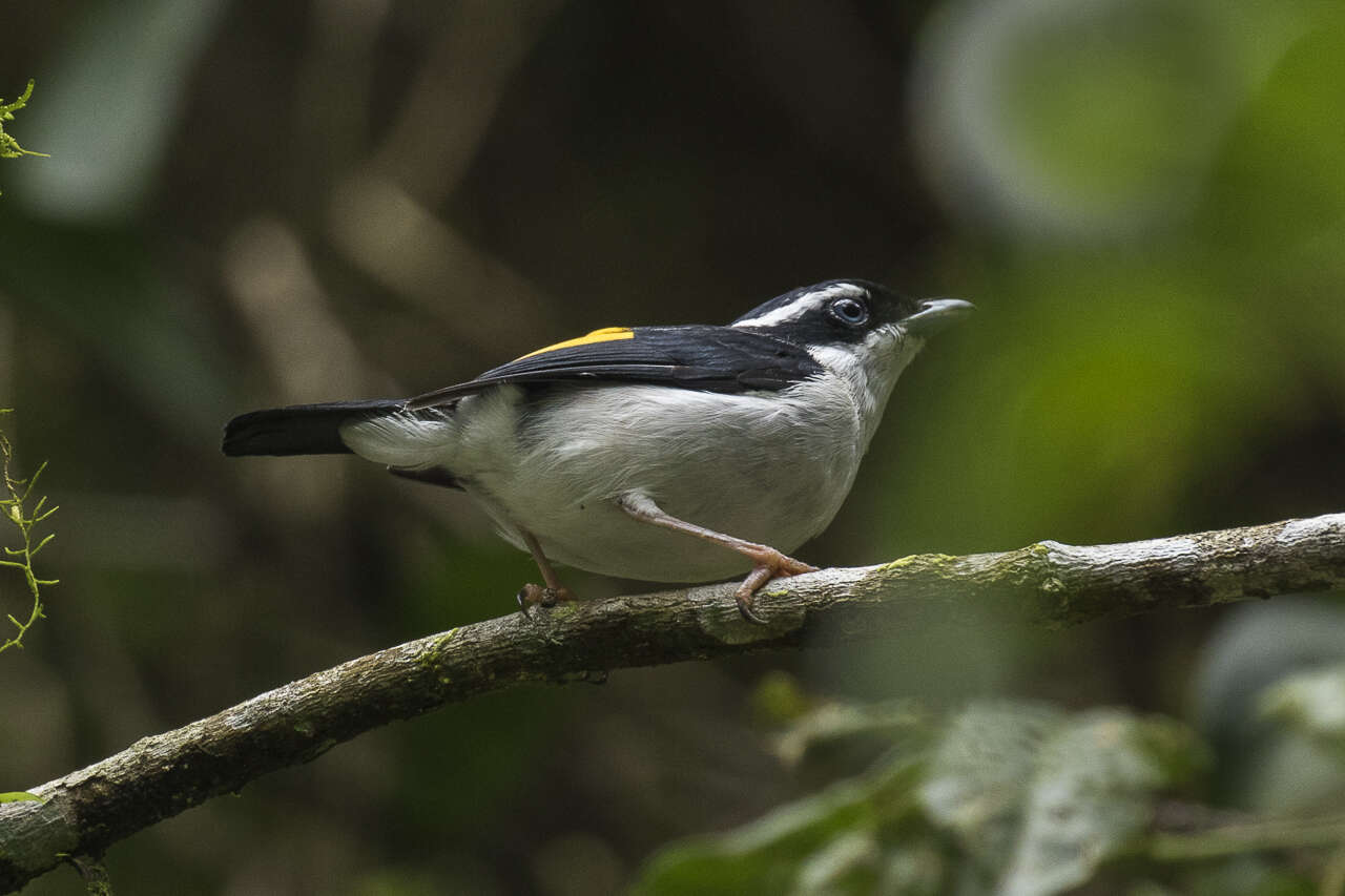 Imagem de Pteruthius flaviscapis (Temminck 1836)