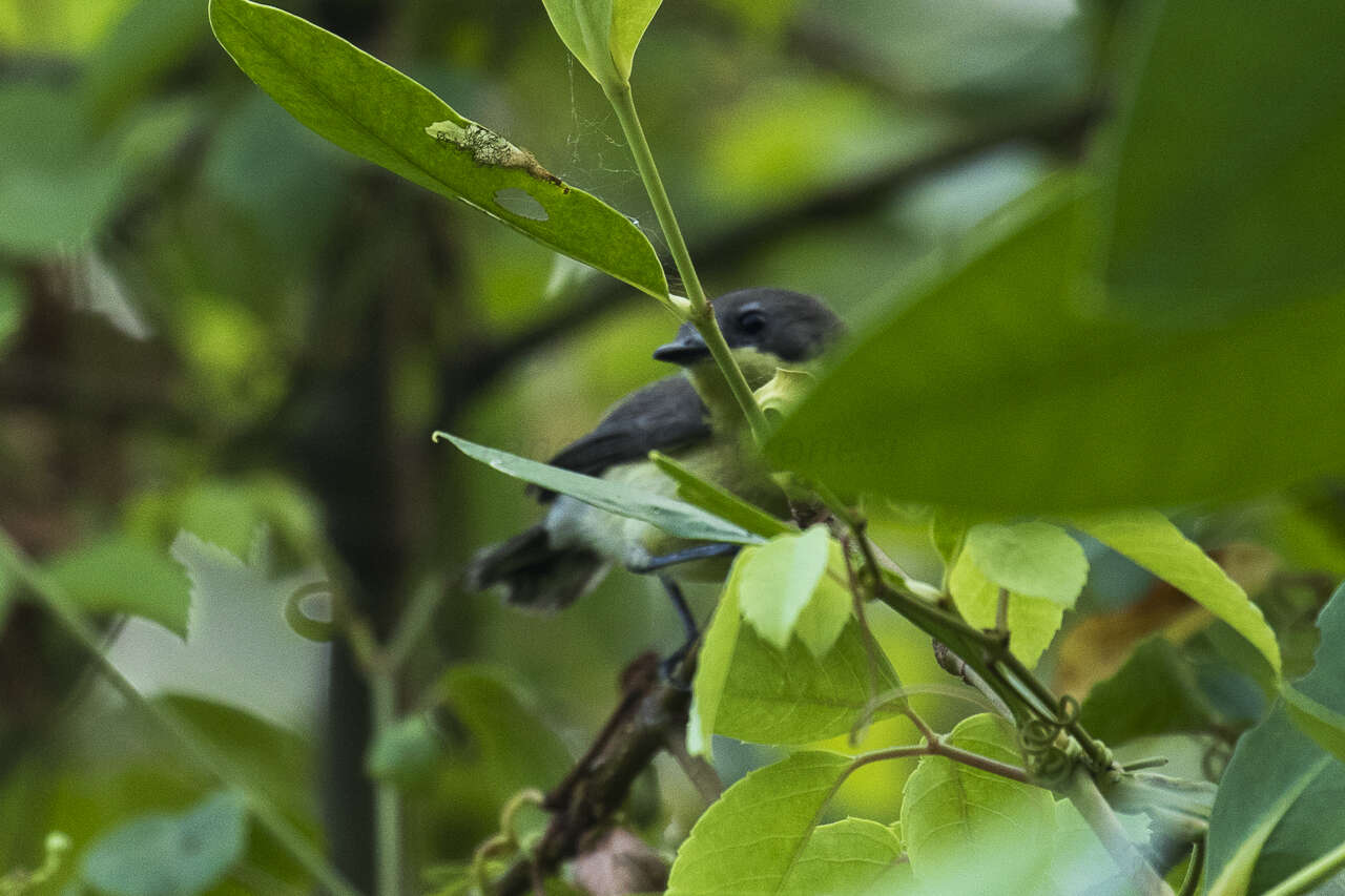 Image of Golden-bellied Gerygone