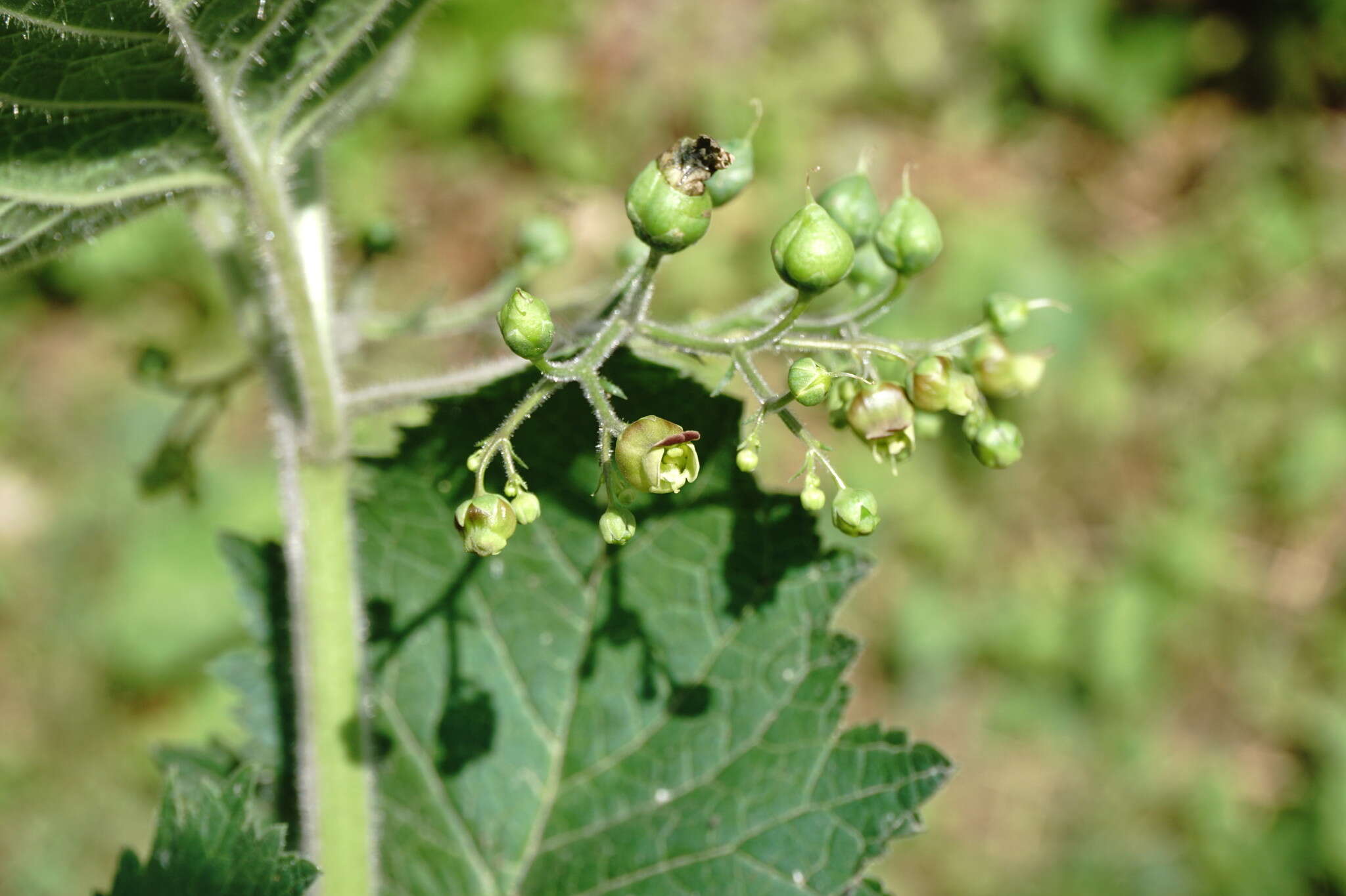 Image of Scrophularia divaricata Ledeb.