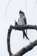 Image of Grey-rumped Treeswift