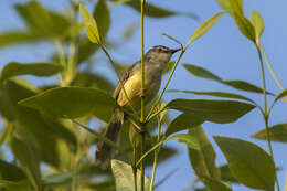 Prinia flaviventris (Delessert 1840) resmi