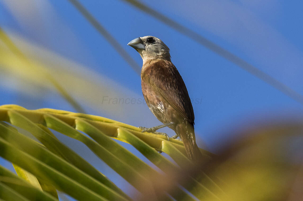 Image of White-headed Munia