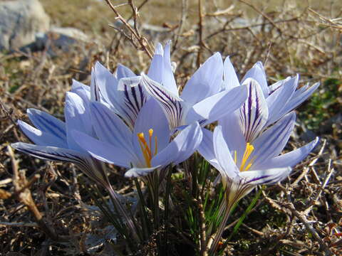 Image of Crocus variegatus Hoppe & Hornsch.