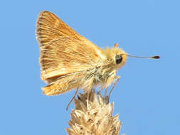 Ochlodes sylvanoides catalina J. Emmel & T. Emmel (1998)的圖片