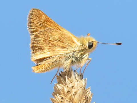 Ochlodes sylvanoides catalina J. Emmel & T. Emmel (1998)的圖片