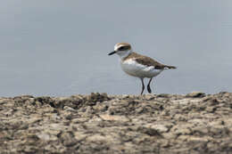 Слика од Charadrius javanicus Chasen 1938