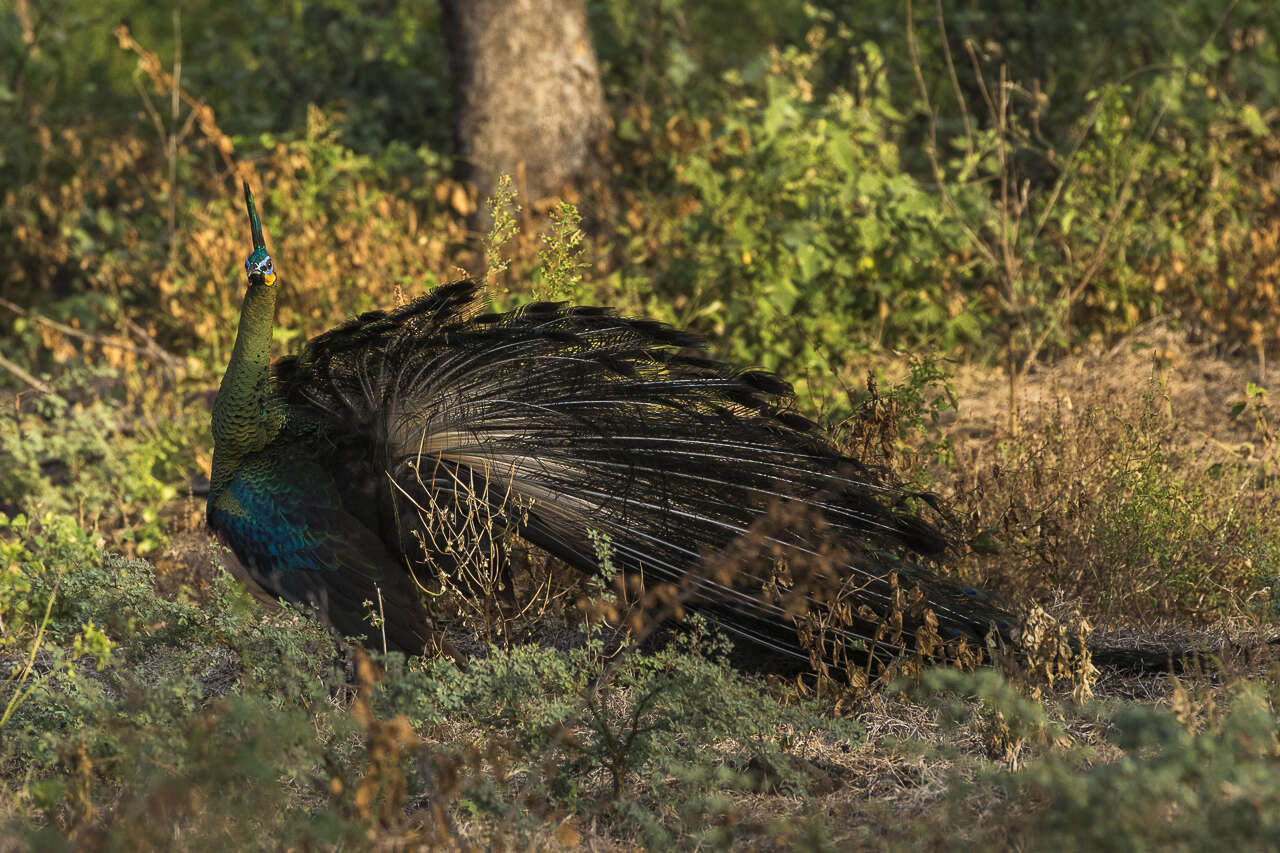 Image of Green Peafowl