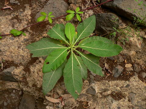 Image of Crambe scaberrima Webb ex Bramwell