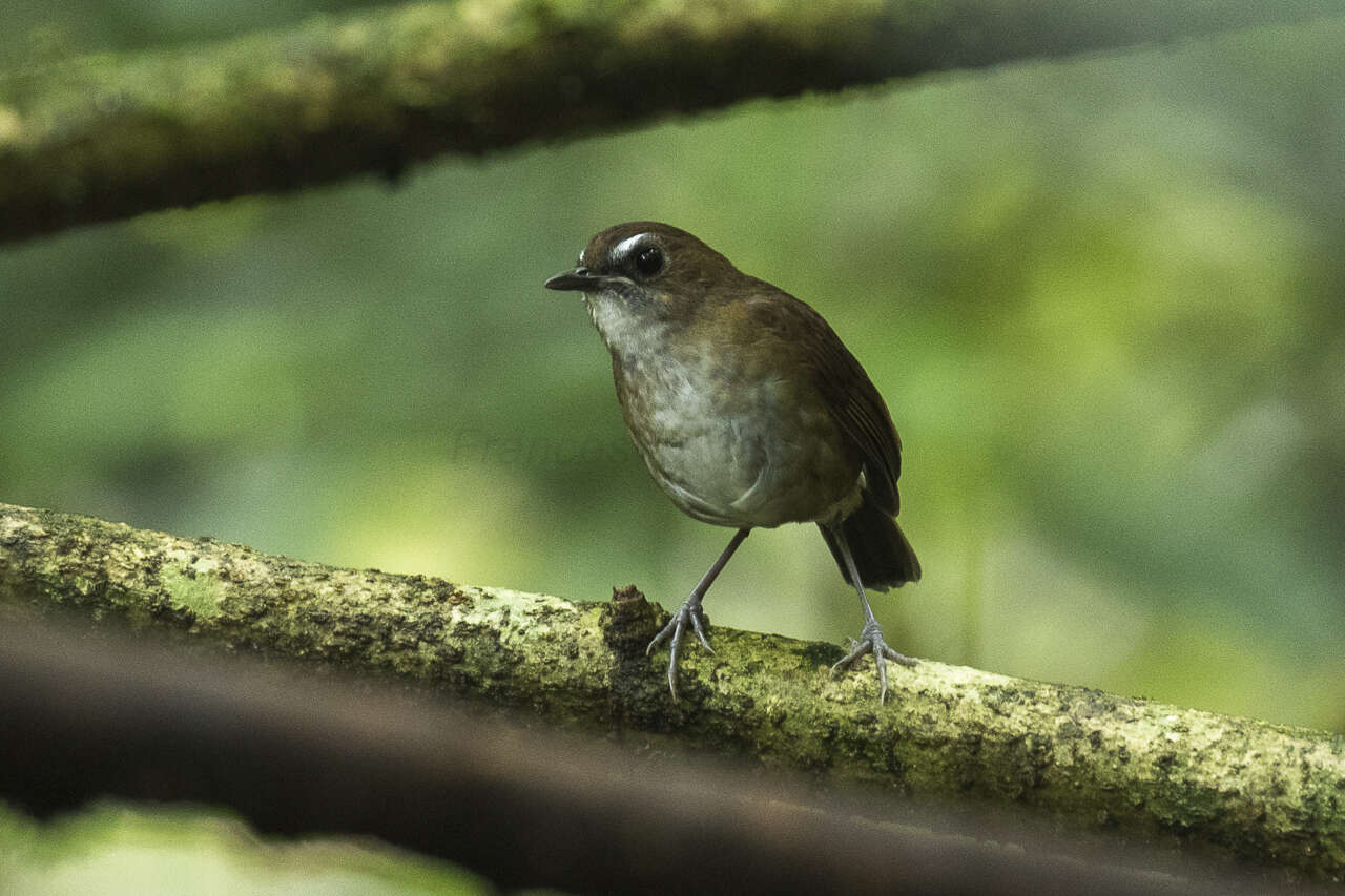 Plancia ëd Brachypteryx leucophris (Temminck 1828)