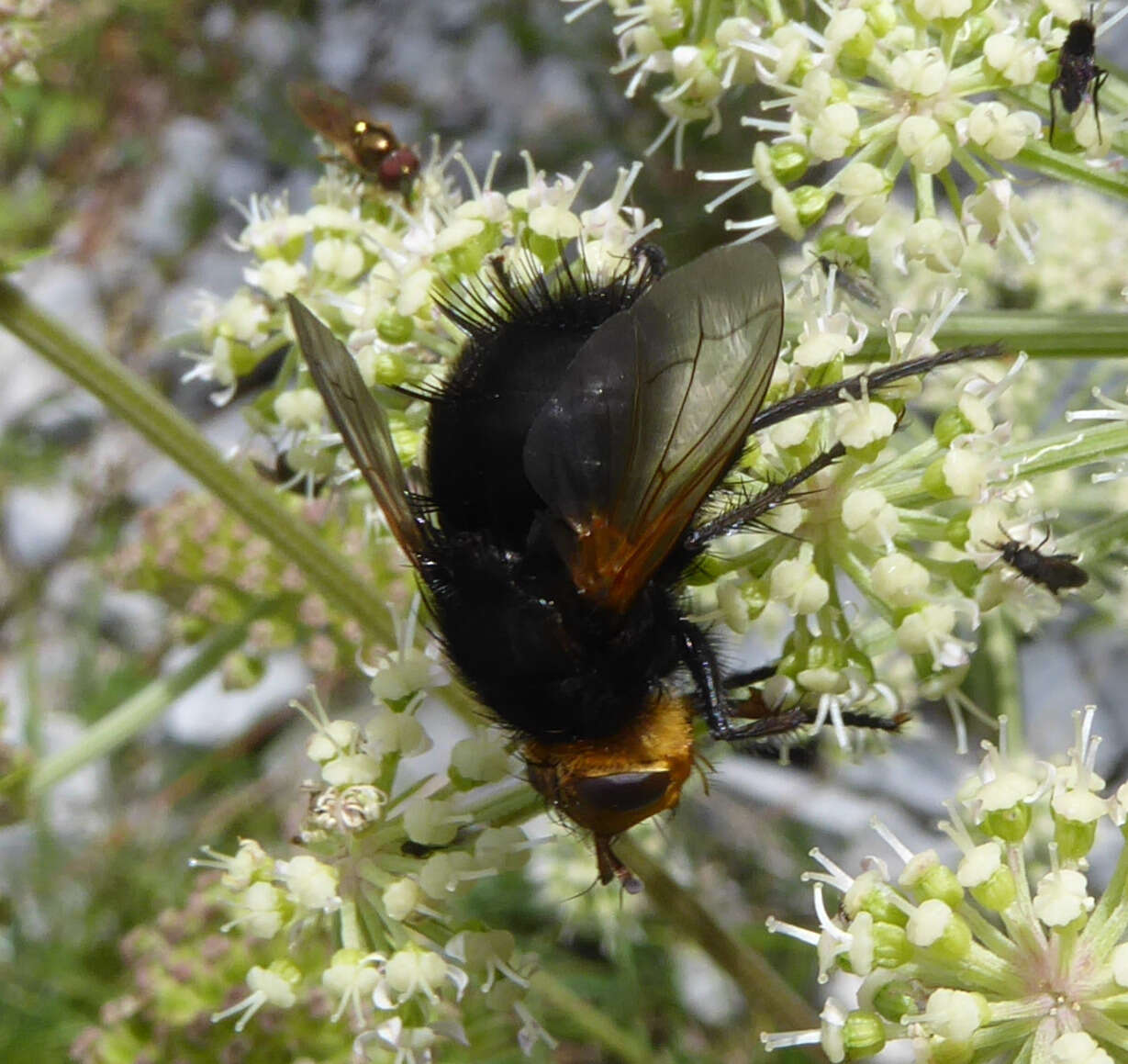 Image de Tachina grossa (Linnaeus 1758)