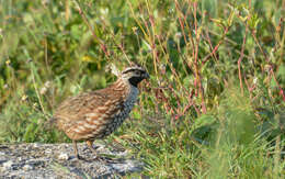 Image of Black-throated Bobwhite