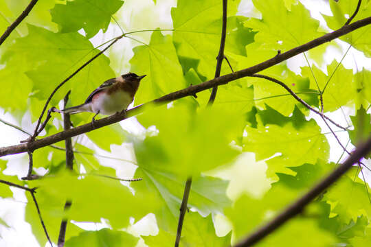 Image of Bay-breasted Warbler