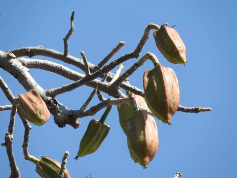 Image of Jacaratia mexicana A. DC.