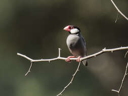 Image of Java Sparrow