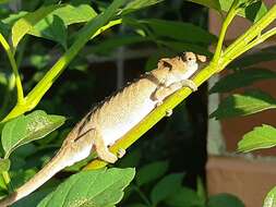 Image of Dhlinza Dwarf Chameleon