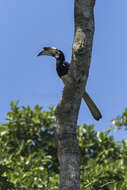 Image of Oriental Pied Hornbill