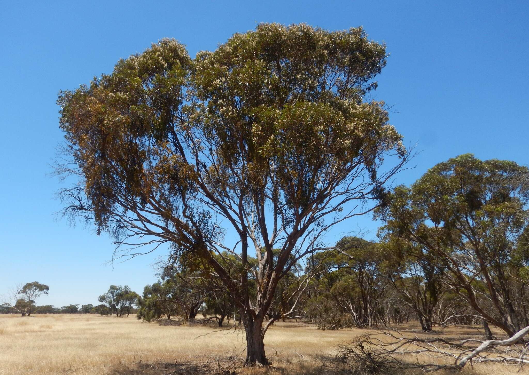 Слика од Eucalyptus behriana F. Müll.