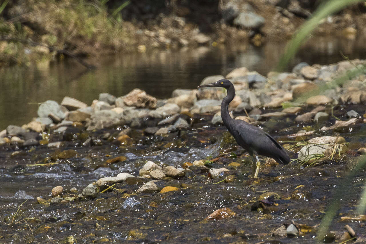 Image de Aigrette sacrée