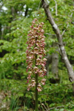 Image of Orchis wulffiana Soó