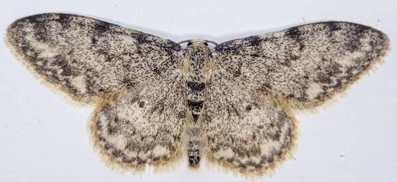 Image de Idaea contiguaria Hübner 1798